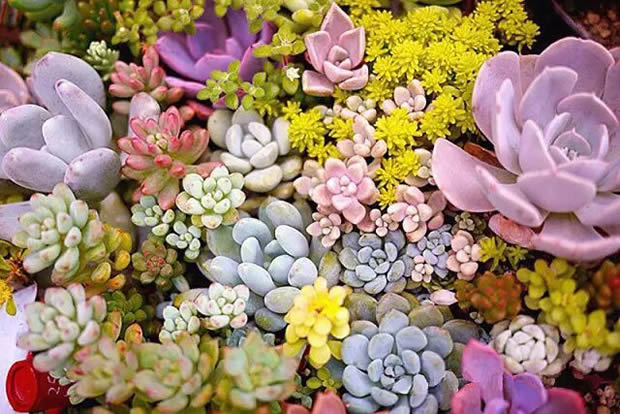 �Aͤ�(zh��n)�Fί(li��n)���Ϻ������y�T�S�_չ΢���^�GֲDIY��ӣ��D2��